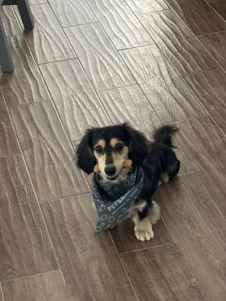 Umbreon sitting with a treat and a bandana