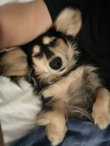 Umbreon snoozing on his back with his ears spread out