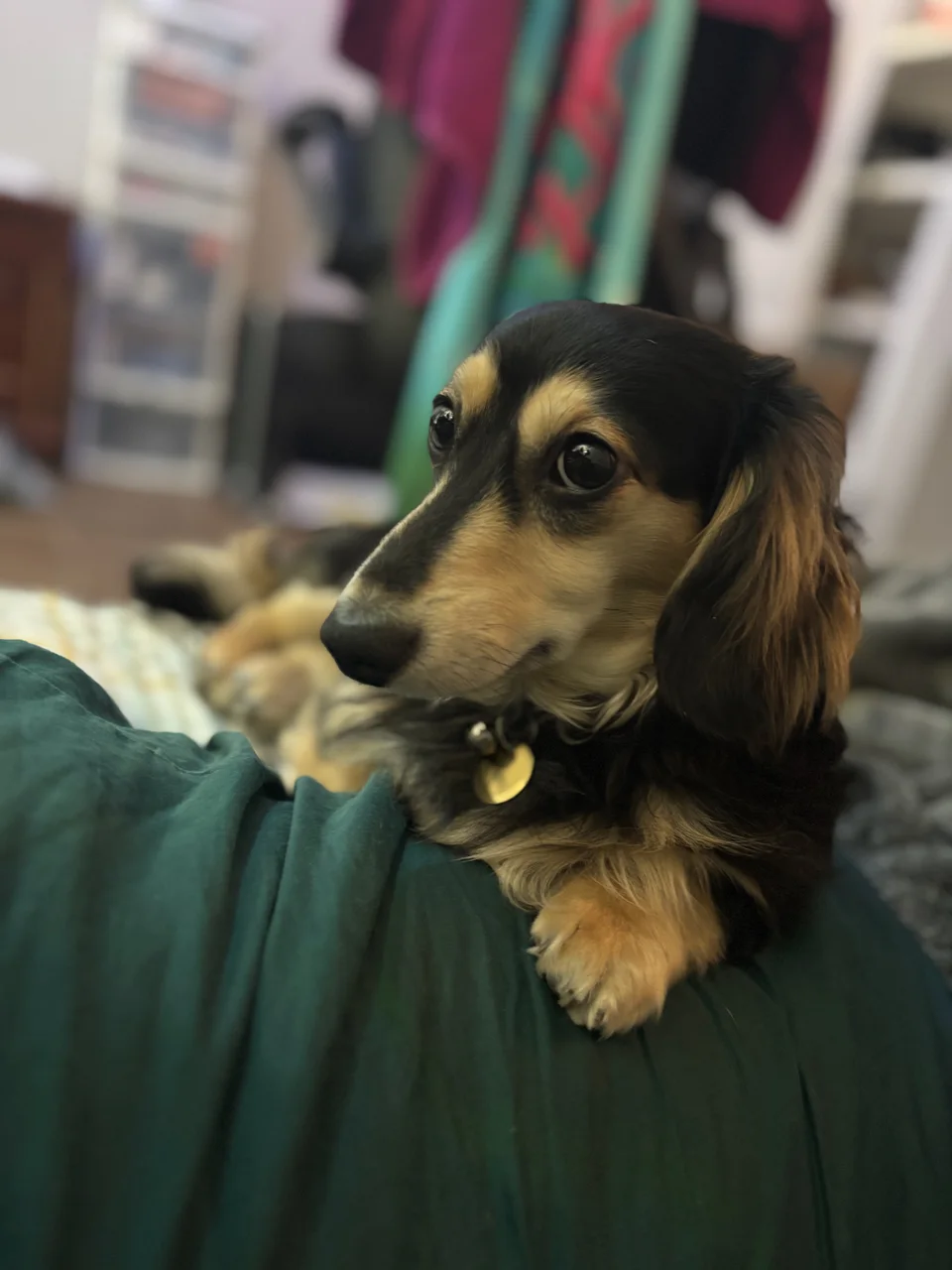 Umbreon, my black-and-tan long-haired dachshund, wearing his moon tag